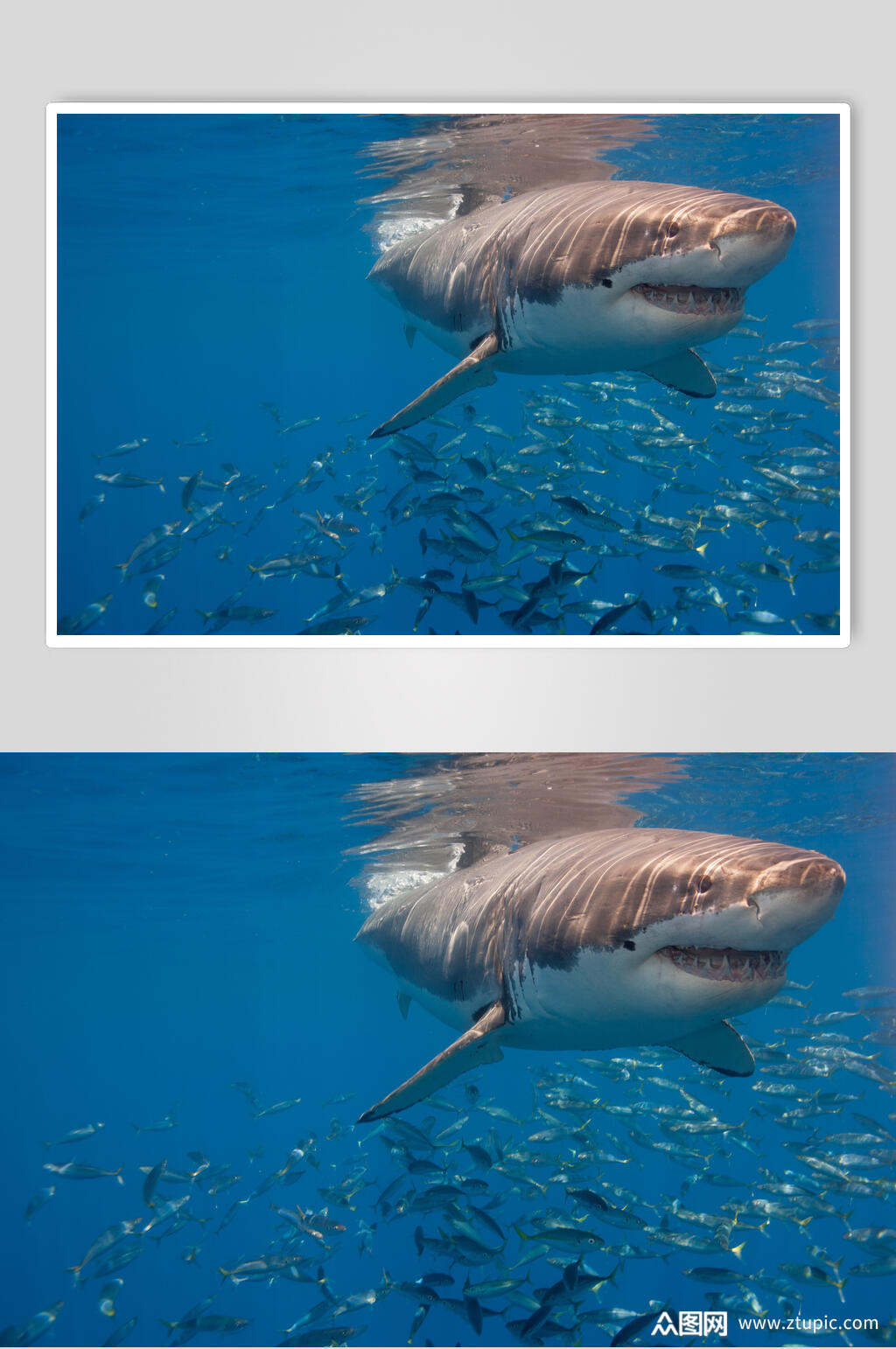鲸鱼鲨鱼摄影图片素材