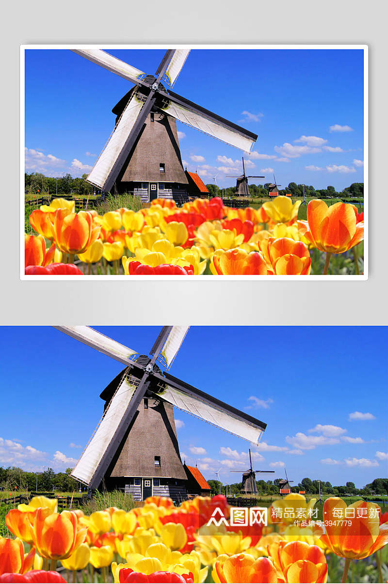 红黄花朵蓝天白云欧式风车图片素材