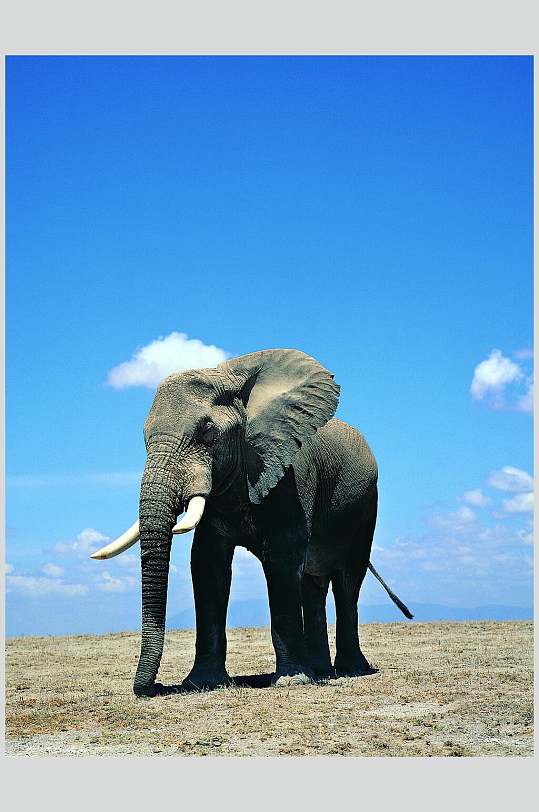 一只雄壮的大象野外大象图片