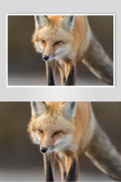 尾巴胡须耳朵可爱黄色赤狐火狐图片