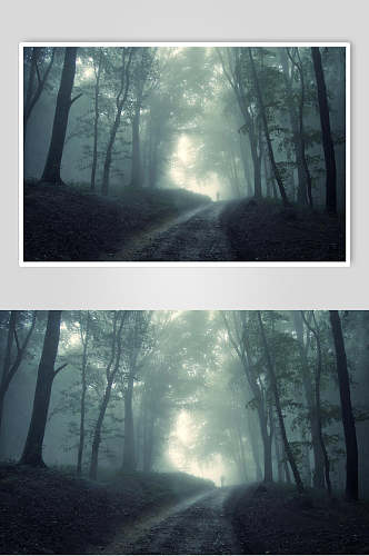 泥巴路树叶优雅静谧绿薄雾森林图片