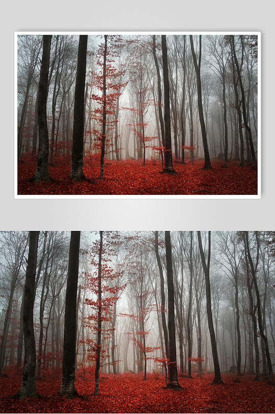落叶树干陆地火红大气薄雾森林图片