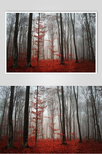 落叶树干陆地火红大气薄雾森林图片