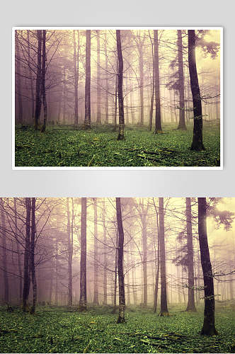 粉色云雾绿色草地薄雾森林图片
