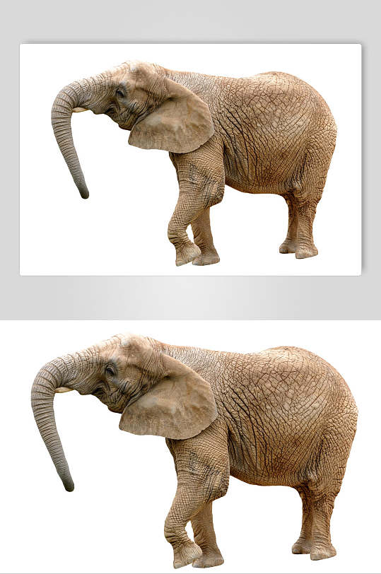 白底一只大象野外大象图片