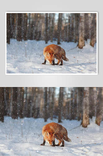树干白雪飘落意境清新赤狐火狐图片
