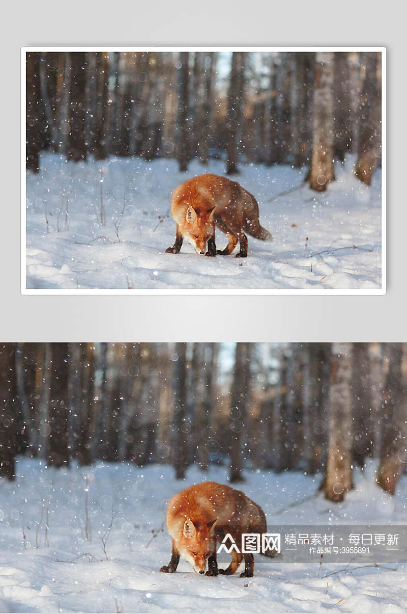 树干白雪飘落意境清新赤狐火狐图片素材