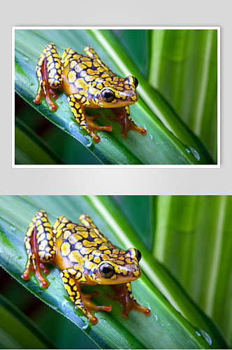 站立绿叶可爱清新眼睛青蛙树蛙图片