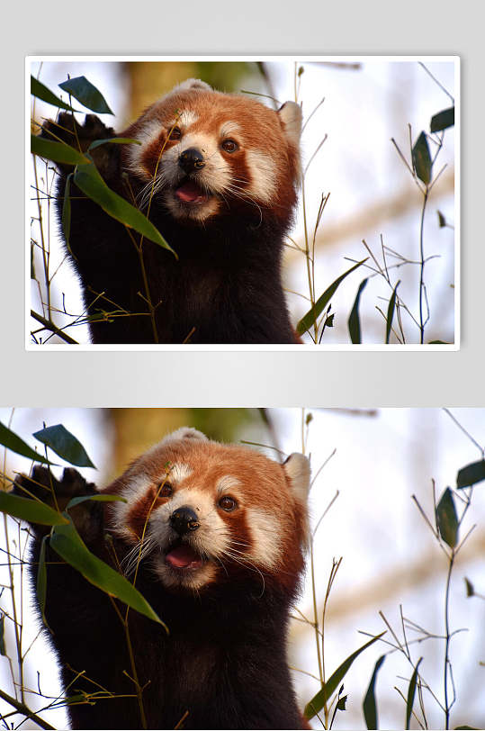 竹叶黑褐色树上小熊猫图片