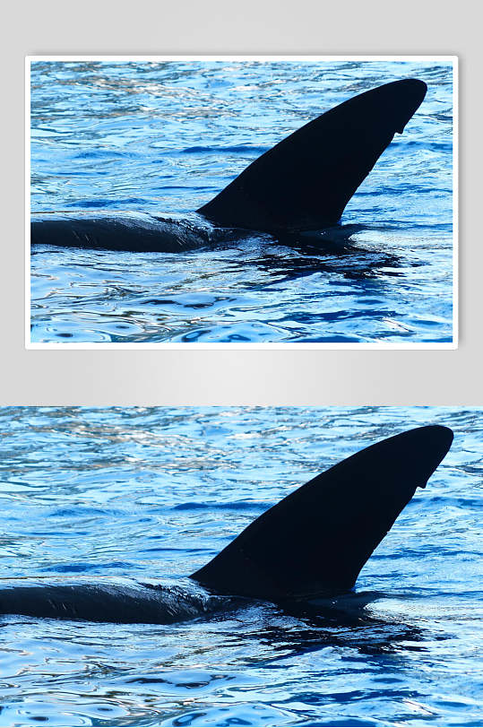 海面鲸鱼鲨鱼高端图片