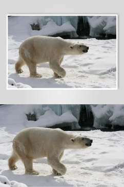 北极熊雪地生活图片摄影图