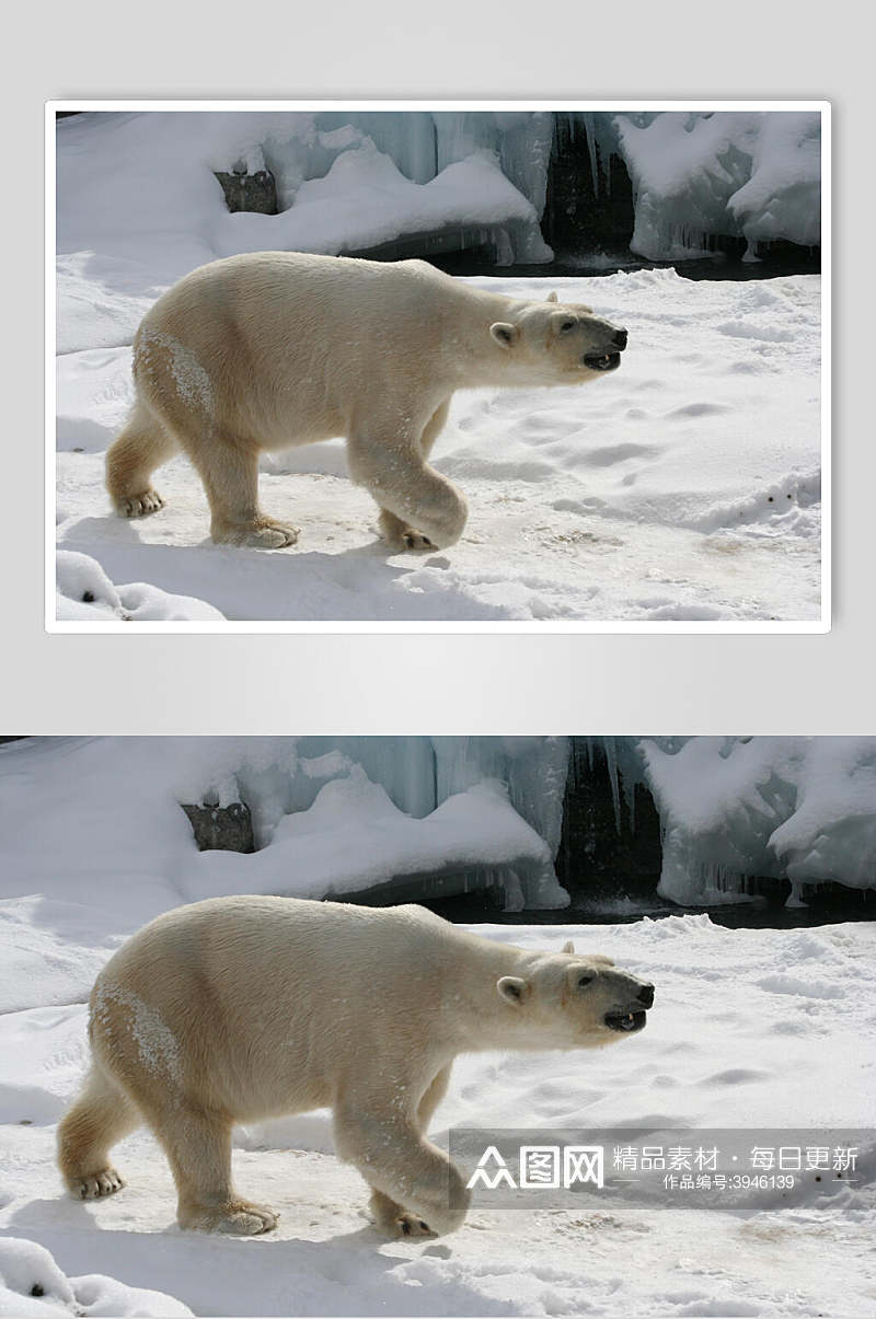 北极熊雪地生活图片摄影图素材