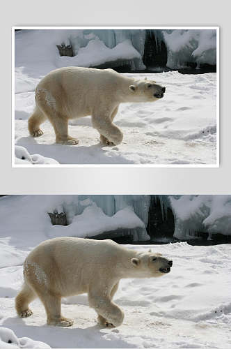 北极熊雪地生活图片摄影图