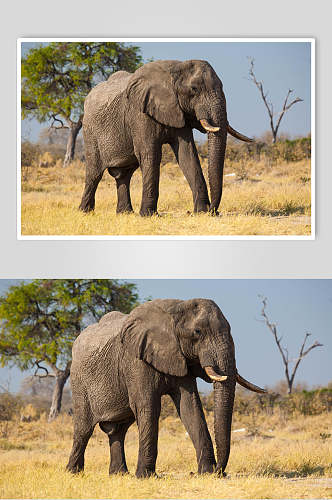 草地野外大象图片