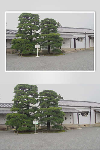 简约绿树日式庭院图片