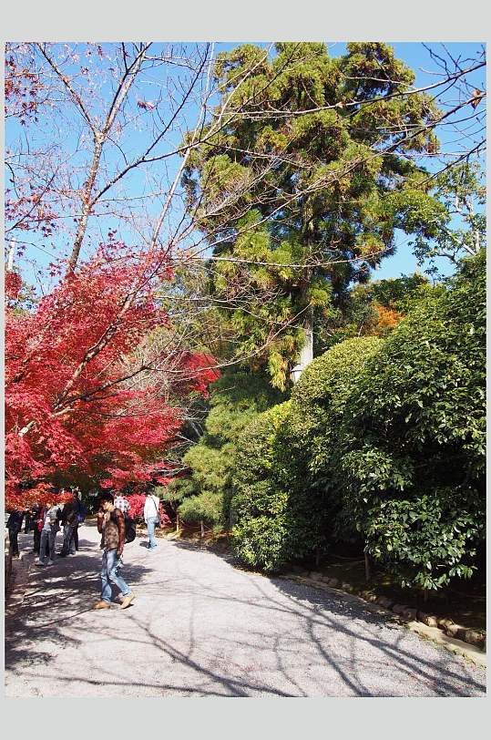 树木红蓝创意高端清新日式庭院图片