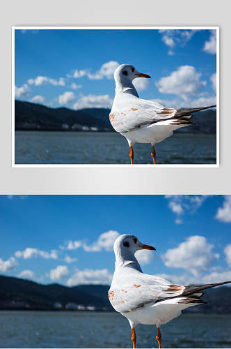 蓝天大海红嘴海鸥图片