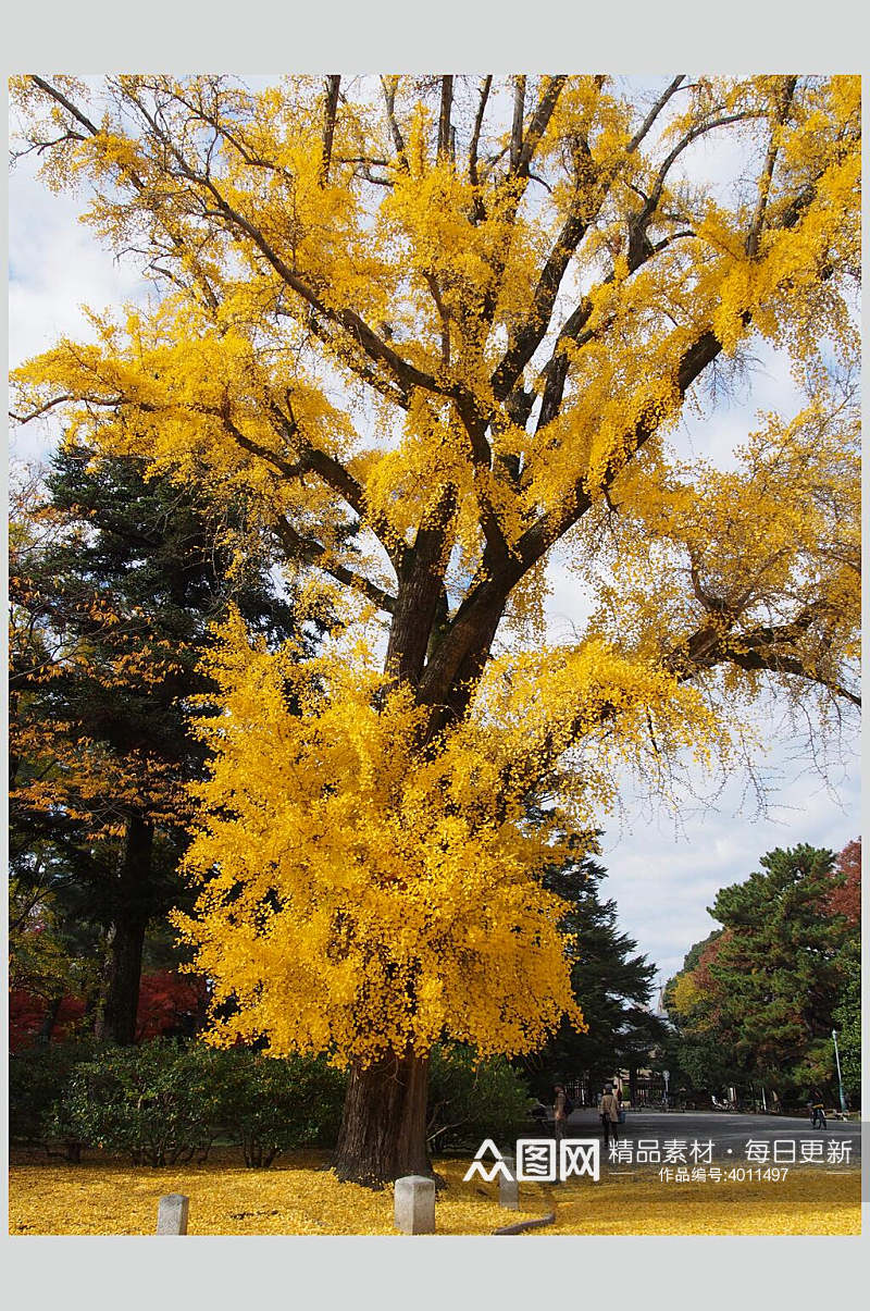高端个性黄树叶石头路日式庭院图片素材