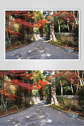 红枫日式庭院图片