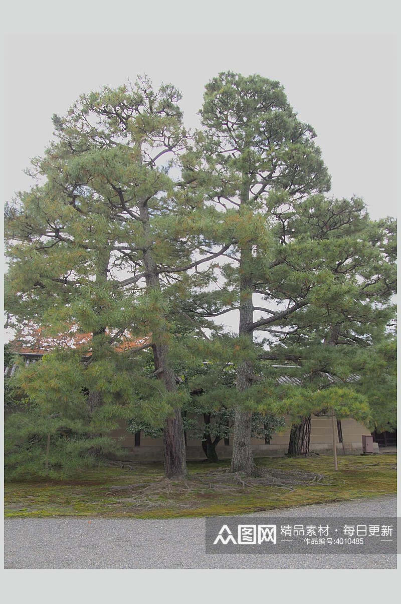 简约大气树木日式庭院图片素材