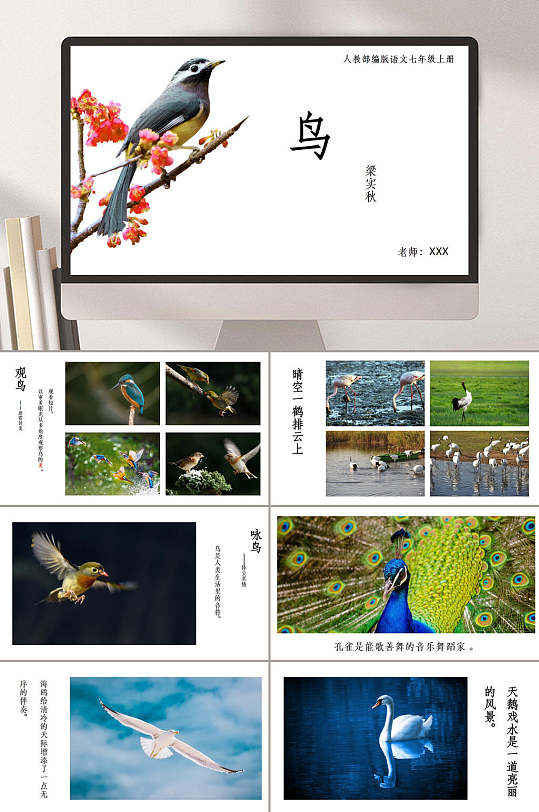 教育说课鸟类ppt