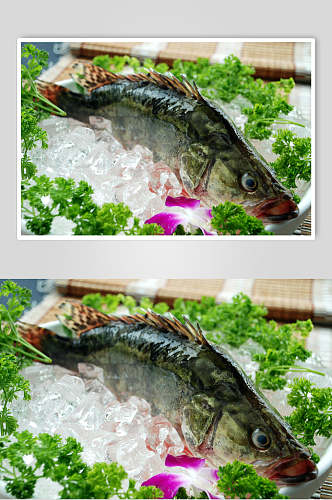 冰镇桂鱼摄影图片