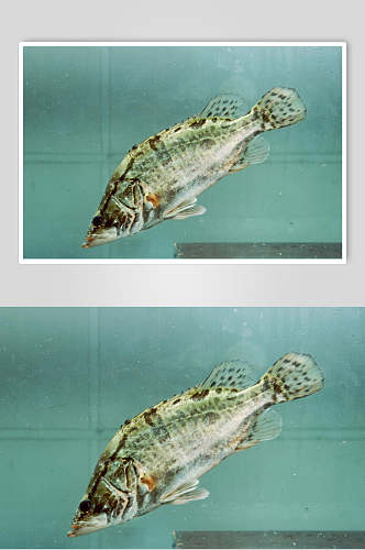 招牌新鲜桂鱼摄影图片
