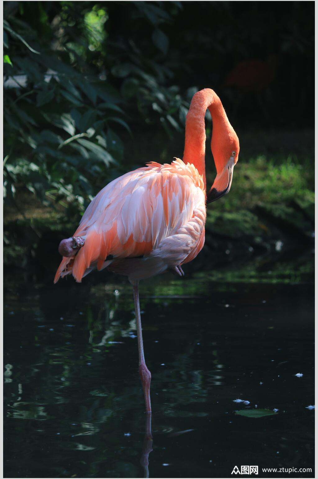 神奇的火烈鸟图片素材