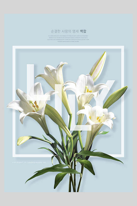 百合花海报图片-百合花海报设计素材-百合花海报模板下载-众图网