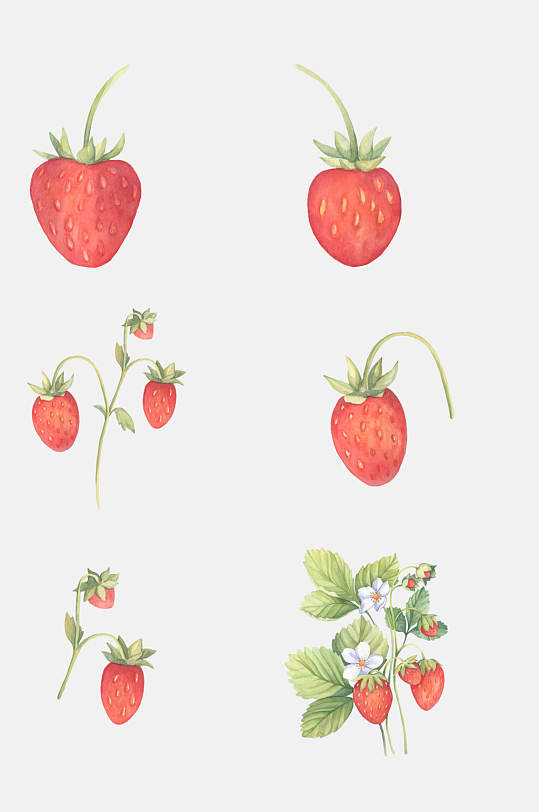 手绘水彩水果草莓花卉插画免抠素材