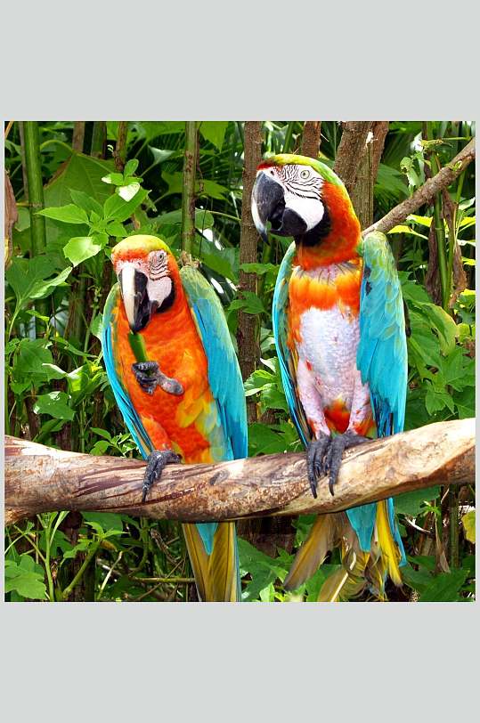 树林背景两只鹦鹉大嘴鸟图片