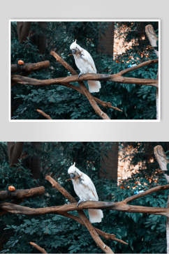 白色鹦鹉大嘴鸟图片
