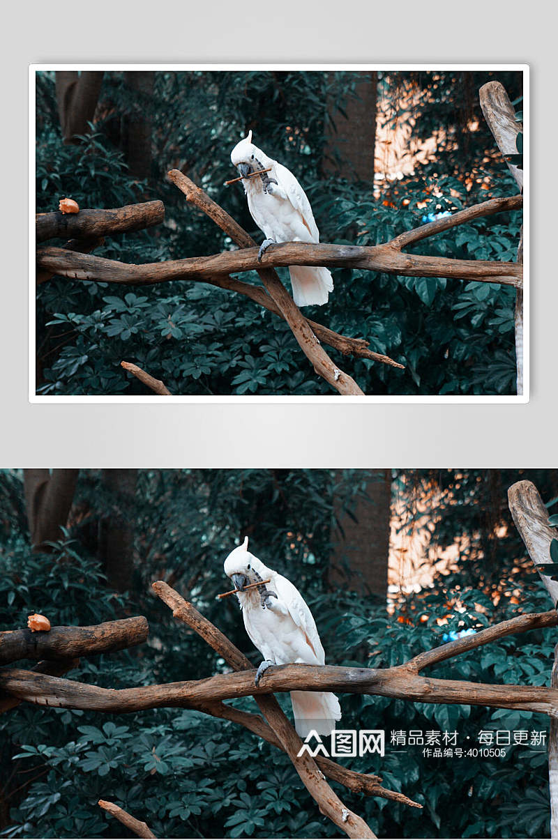 白色鹦鹉大嘴鸟图片素材