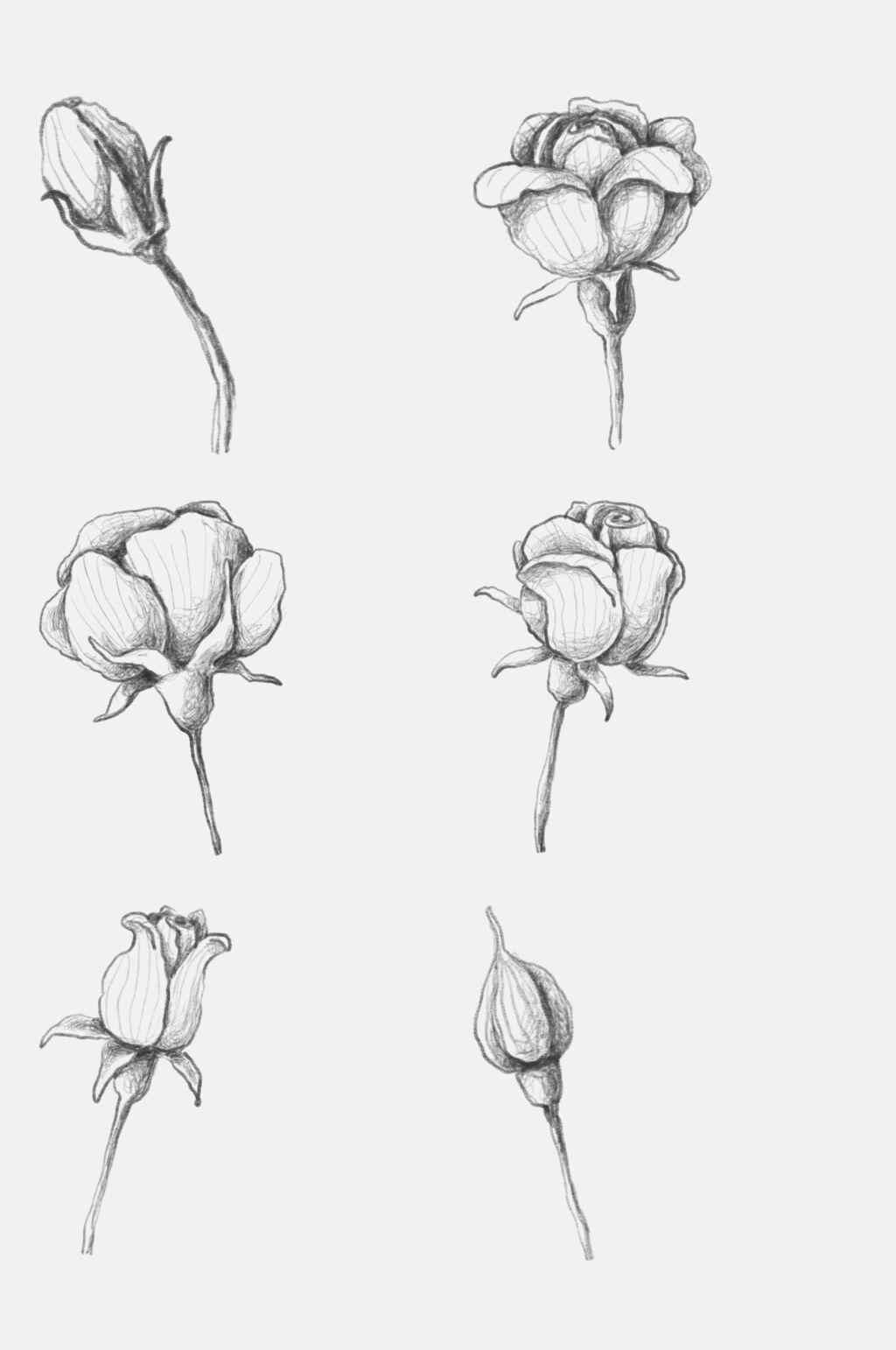 古风素描铅笔画 花朵图片