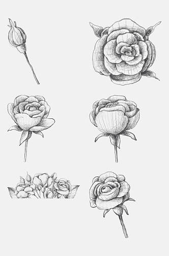 高端手绘铅笔素描玫瑰花卉免抠素材
