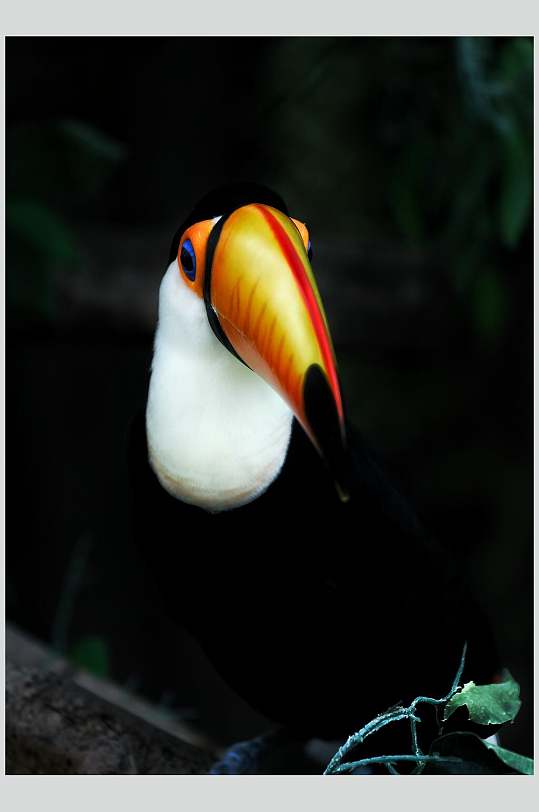 可爱鹦鹉大嘴鸟图片