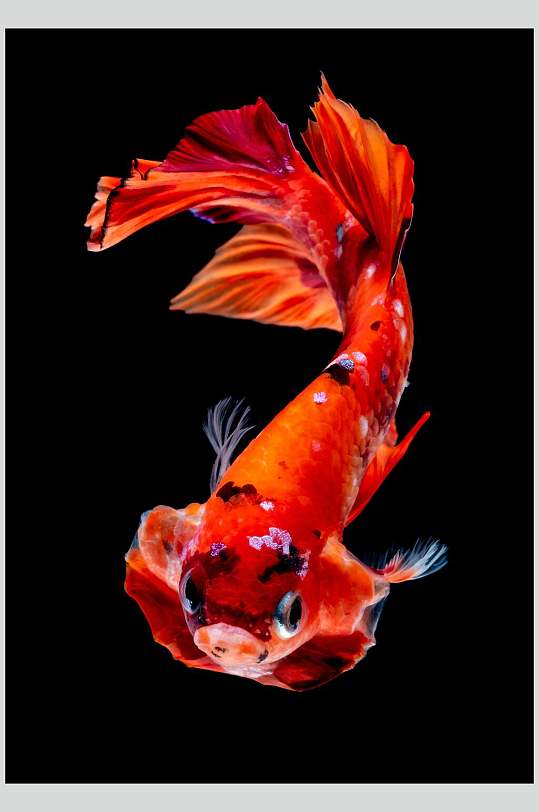 红色漂亮金鱼图片
