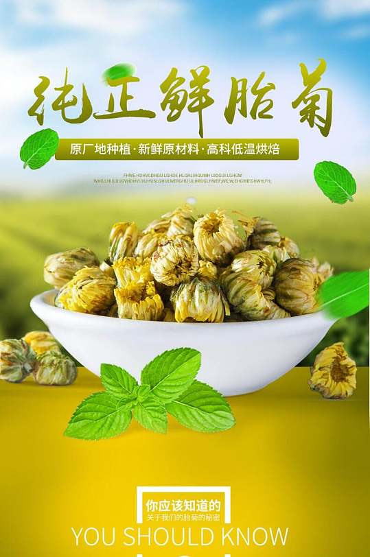 纯正鲜胎菊茶叶详情页