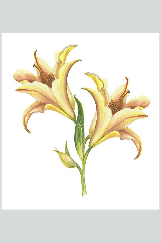 百合花手绘水彩动物植插画素材