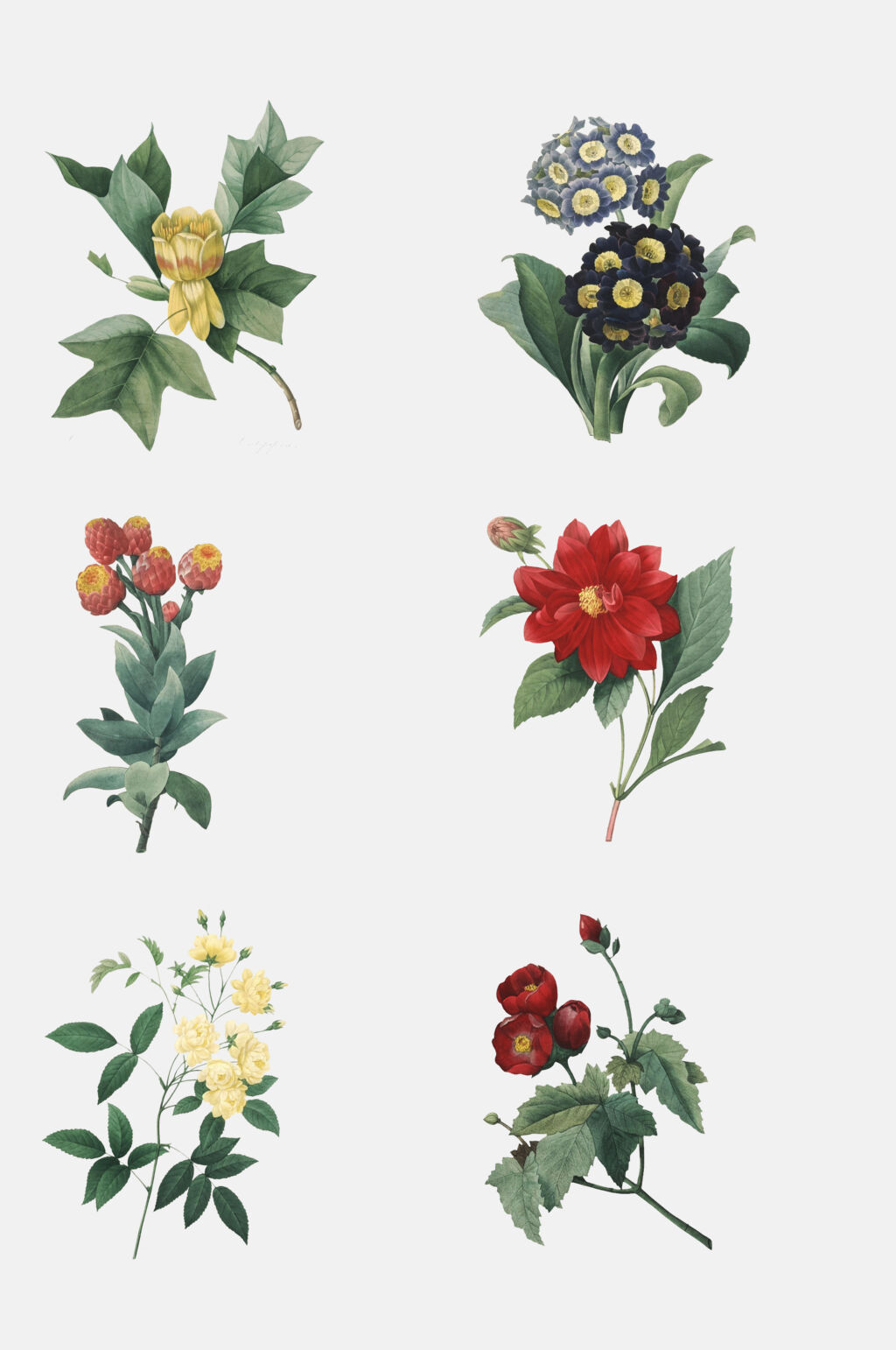 两束红色花朵花卉免抠素材素材