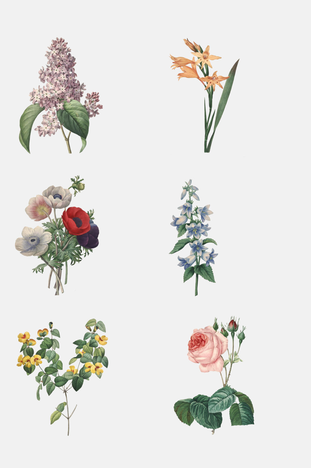 六束花花朵花卉免抠素材素材