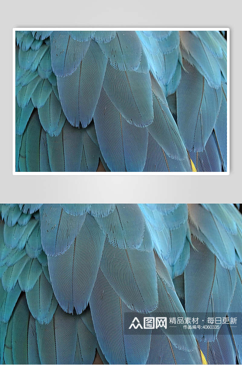 蓝色简约高端创意清新羽毛高清图片素材