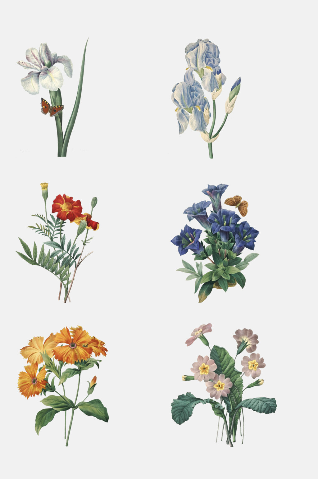 浅色小花花朵花卉免抠素材素材