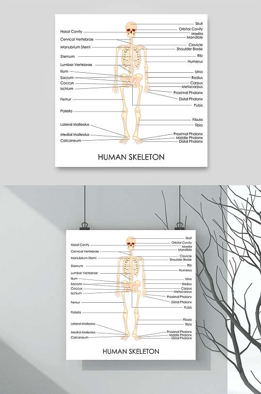全身骨骼医疗医学人体解剖矢量素材