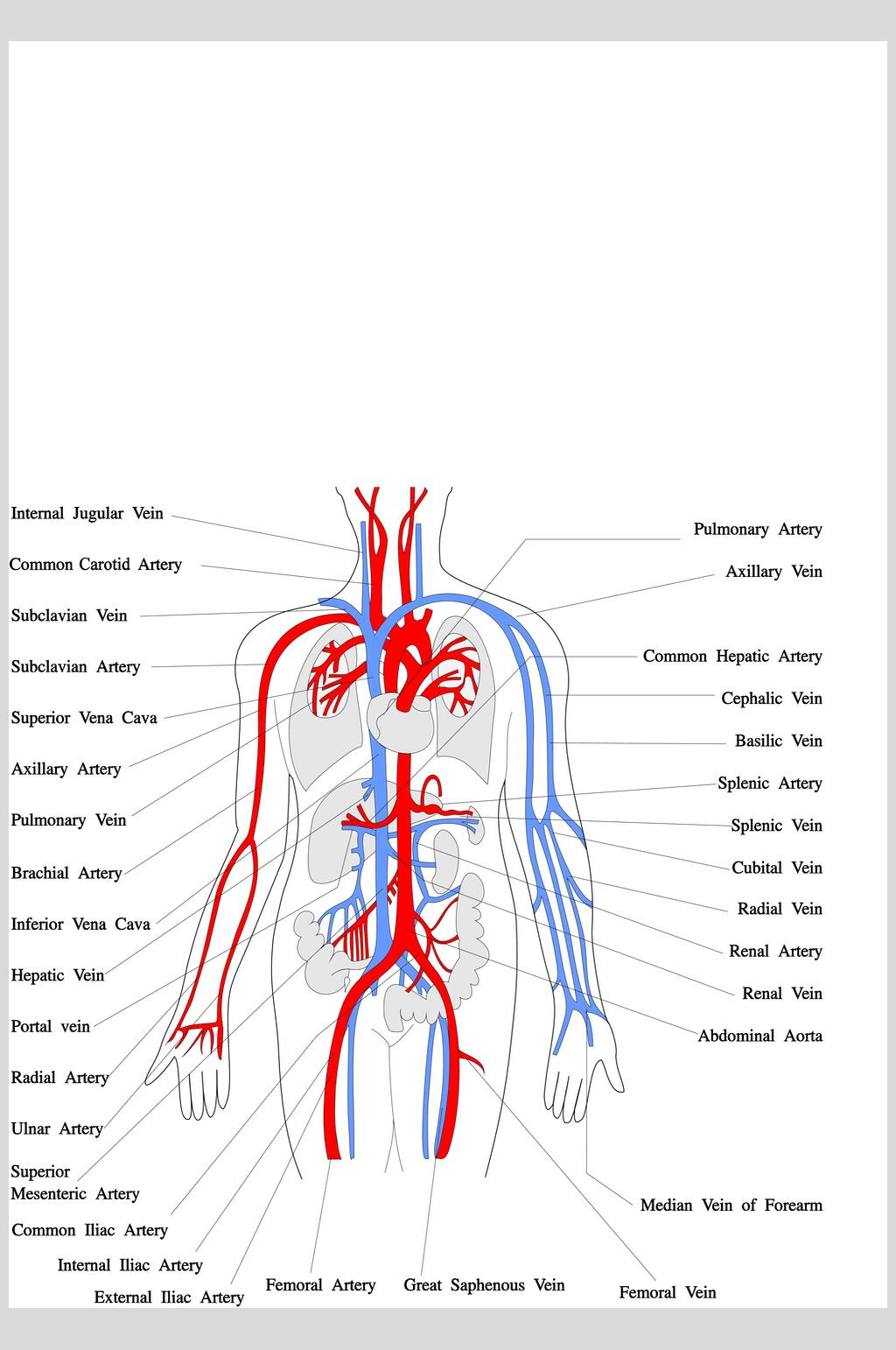 全身动脉解剖图图片