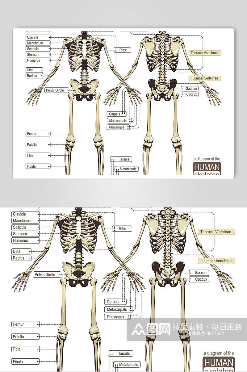 骨骼医疗医学人体解剖矢量素材素材
