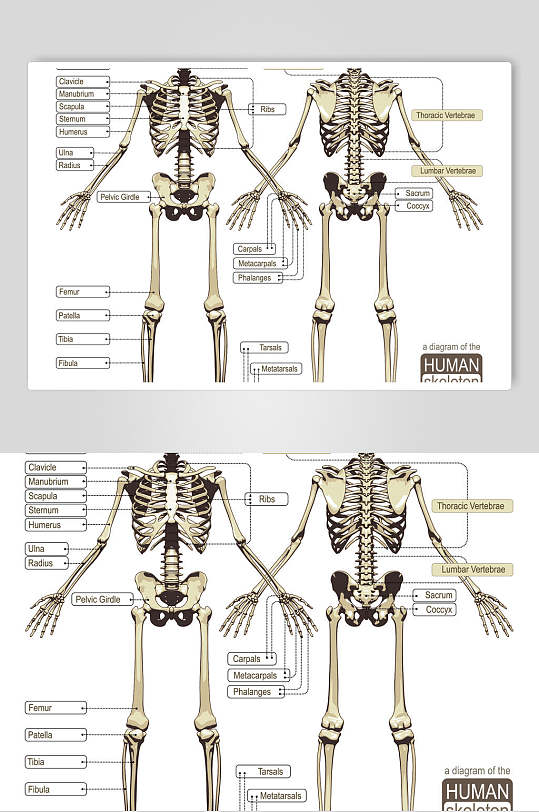 骨骼医疗医学人体解剖矢量素材