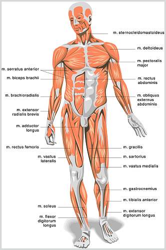 肌肉医疗医学人体解剖矢量素材