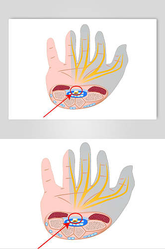 手掌简约医疗医学人体解剖矢量素材
