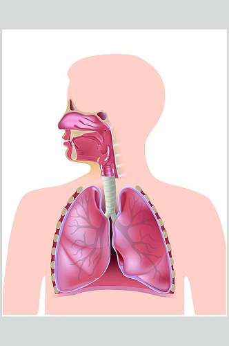 肺部医疗医学人体解剖矢量素材